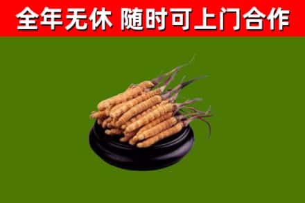 鹤山市烟酒回收冬虫夏草.jpg
