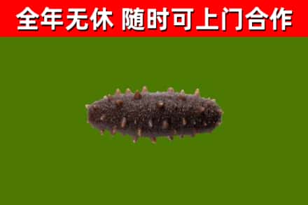 鹤山市回收海参干